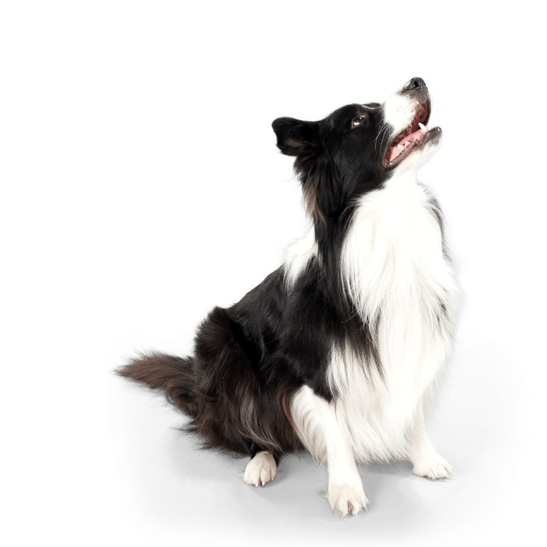 chien-assis Chien assis