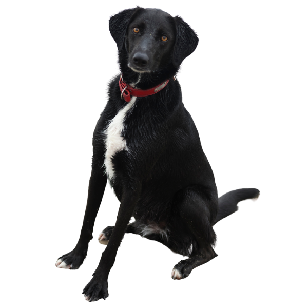 chien